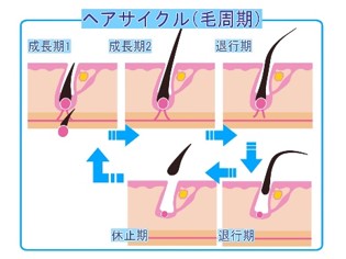 ヘアサイクル.jpg